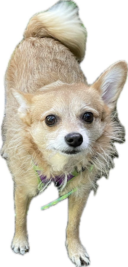 A fluffy tan dog in a green harness looking up curiously