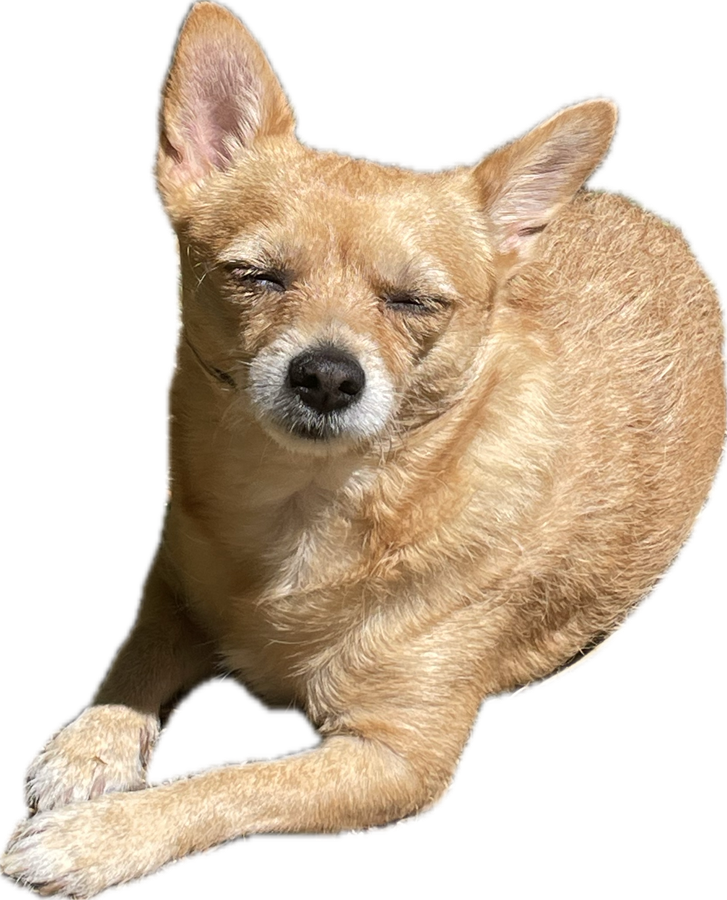 A small tan dog lying down with eyes squeezed shut in the sun